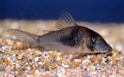 Corydoras septentrionalis